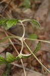 Wild geranium